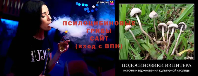 Галлюциногенные грибы Cubensis  Ветлуга 